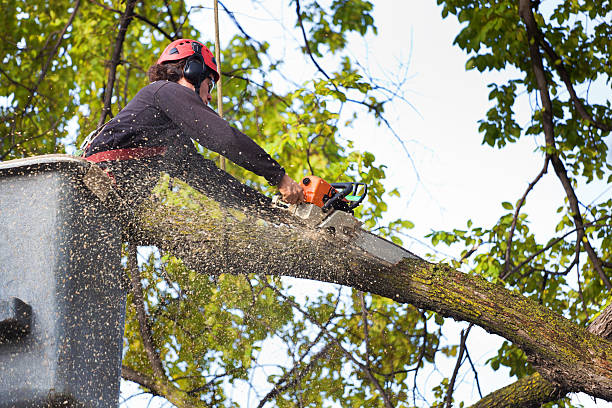 How Our Tree Care Process Works  in  Vancleave, MS